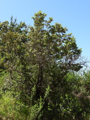 Escallonia pulverulenta