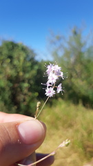 Boerhavia xantii