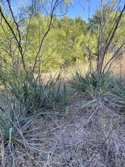 Yucca arkansana