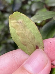 Chilocampyla