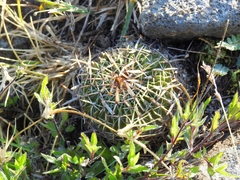 Echinofossulocactus crispatus