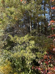 Cupressaceae