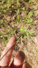 Boerhavia xantii