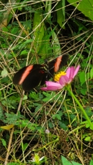 Heliconius