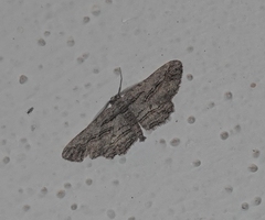 Iridopsis obliquaria