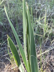 Yucca arkansana