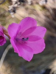 Dierama
