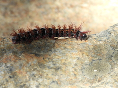 Ormiscodes cinnamomea