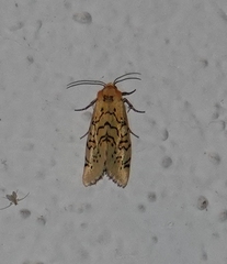 Chrysoecia atrolinea