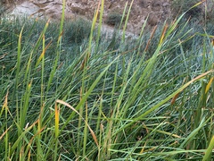 Typha