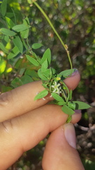 Metastelma californicum