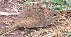 Lemniscomys rosalia