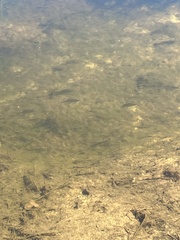 Micropterus salmoides