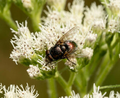 Calliphoridae