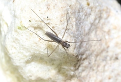 Telmatogeton pacificus