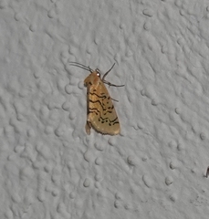 Chrysoecia atrolinea