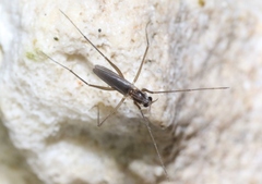 Telmatogeton pacificus