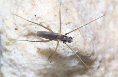 Telmatogeton pacificus