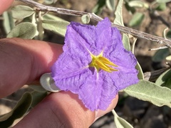 Solanum hindsianum