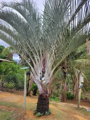 Dypsis decaryi