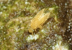 Lepidopsocus aureus