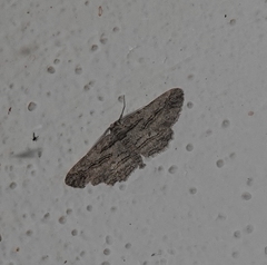 Iridopsis obliquaria