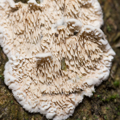 Radulomyces