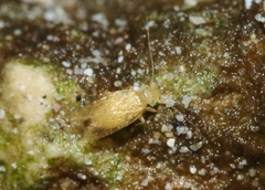 Lepidopsocus aureus