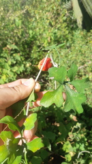 Ibervillea sonorae