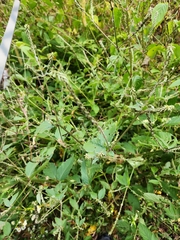 Achyranthes