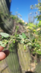 Metastelma californicum
