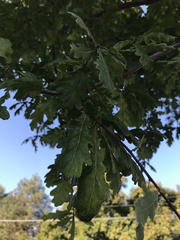 Quercus robur