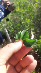Amyris balsamifera