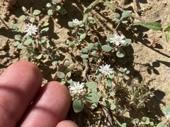 Drymaria holosteoides