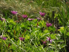 Dimorphotheca jucunda