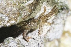 Metopograpsus thukuhar