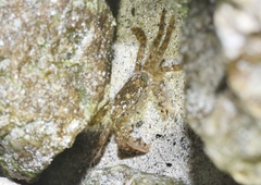 Metopograpsus thukuhar