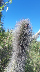 Lophocereus schottii