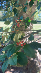 Ilex opaca