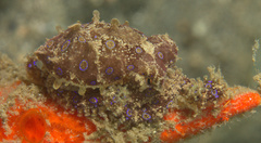 Hapalochlaena lunulata