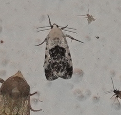 Ponometia phecolisca