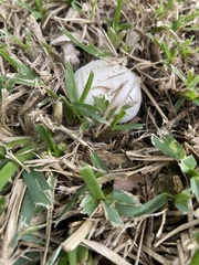 Agaricus californicus
