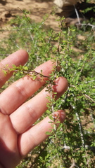 Condalia globosa