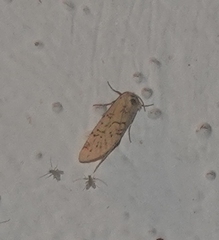 Chrysoecia atrolinea