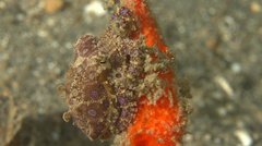 Hapalochlaena lunulata