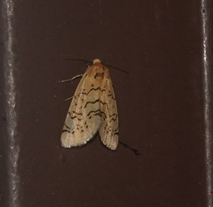 Chrysoecia atrolinea