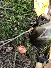 Russula betularum