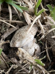 Agaricus californicus