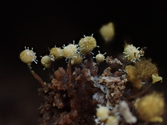 Polycephalomyces tomentosus