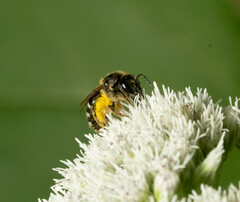 Halictidae